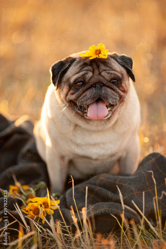 pug with a tongue out and a flower