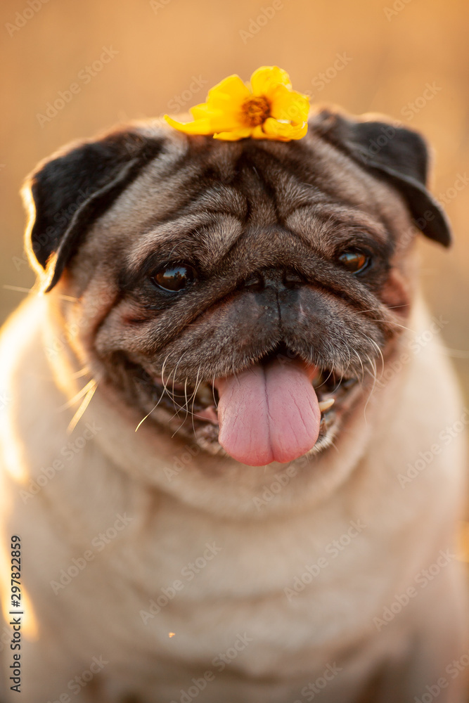 pug with a tongue out and a flower