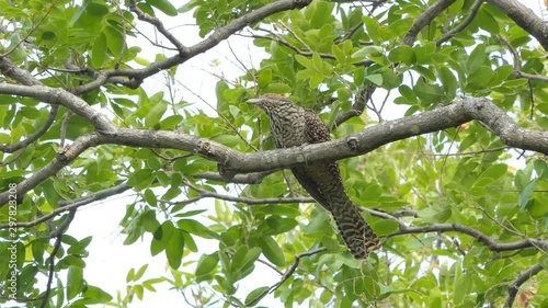Western Koel bird (Eudynamys scolopacus) on branch in tropical rain forest. photo