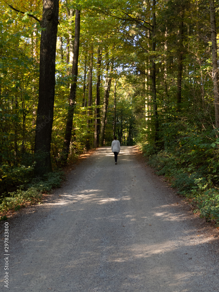 Fototapeta premium Woman walking alone through autumnal forest on sunny day in rear view