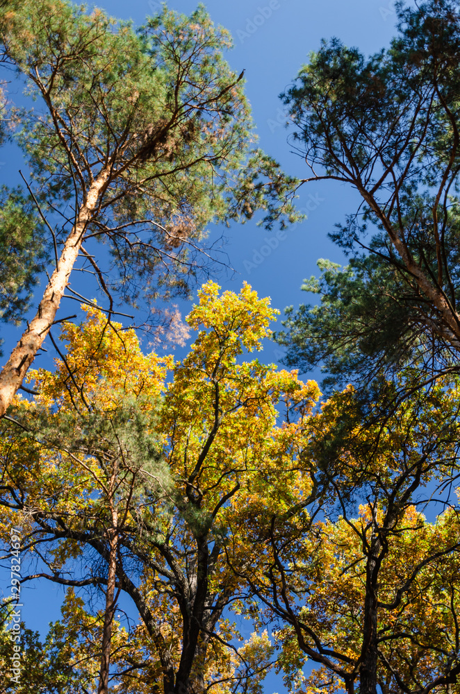 Autumn trees against a clear blue sky. Yellow oaks and tall green pine trees in the autumn park on a sunny day. Bright fall background. Vibrant colors Autumn trees against a clear blue sky. Yellow oaks and tall green pine trees in the autumn park on a sunny day. Bright fall background. Vibrant colors