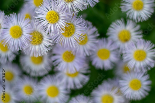 Purple daisies close-up 2