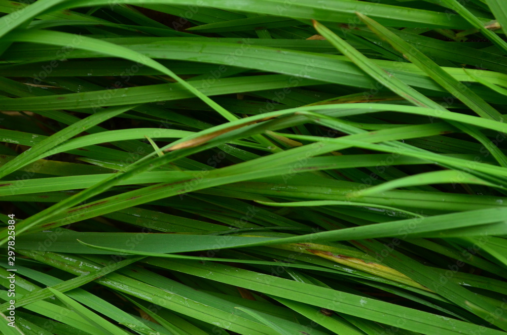 green grass green grass