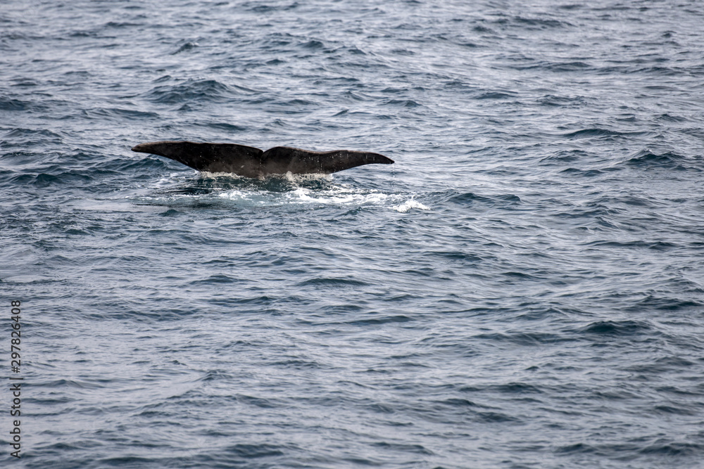 Fototapeta premium plunging whale fluke of sperm whale diving at Andenes, Norway