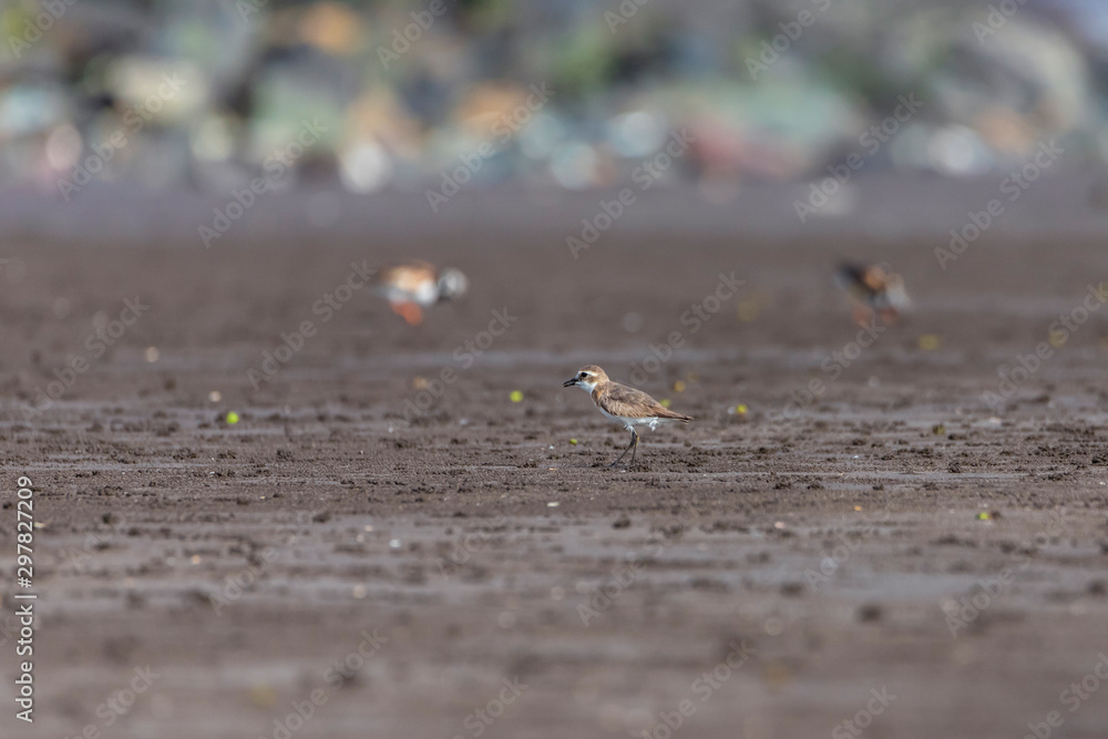 Foraging Little stint Calidris minuta on spring migration. At bassien Beach Mumbai Maharashtra India. Foraging Little stint Calidris minuta on spring migration. At bassien Beach Mumbai Maharashtra India.
