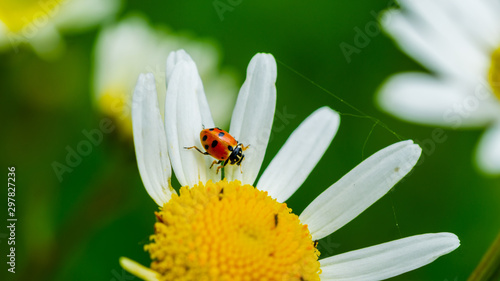 Insekten © Gerold