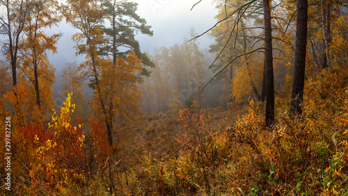 Autumn forest in the morning fog, natural light