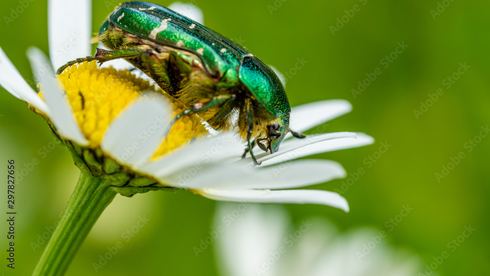 Fototapeta premium Insekten