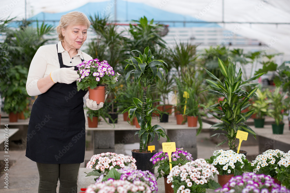 Fototapeta premium Adult woman is taking care of blooming flowers on her work place
