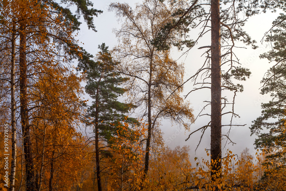 Fototapeta premium Autumn forest in the morning fog, natural light
