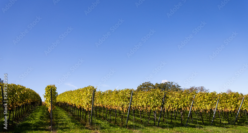 Obraz premium Vineyards in the Black Forest near Muellheim in late summer