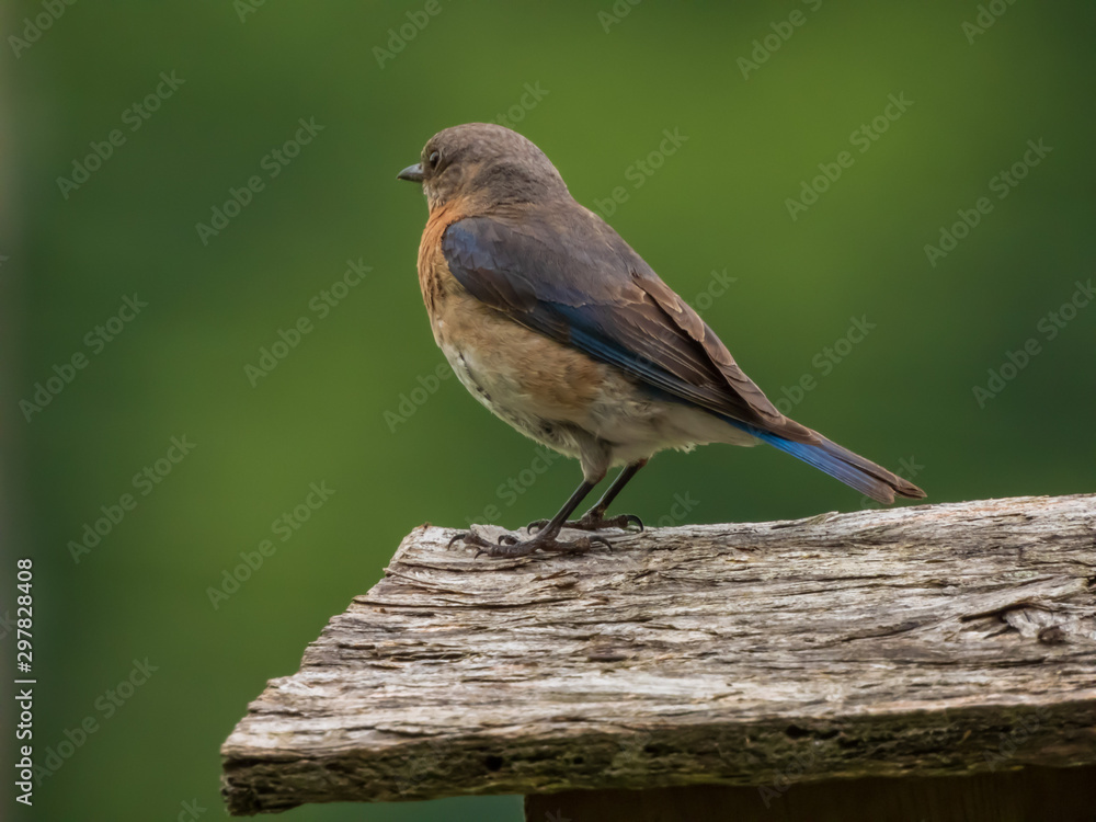 Fototapeta premium Blue birds