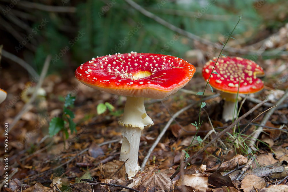 Amanita muscaria mushrooms growing wild Amanita muscaria mushrooms growing wild