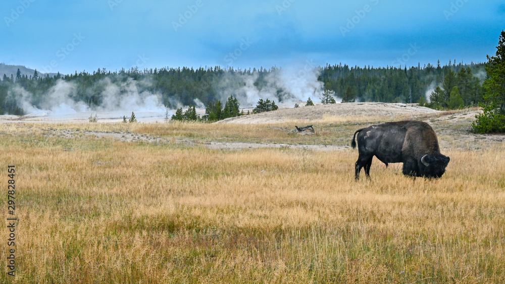 Bison in the Meadow