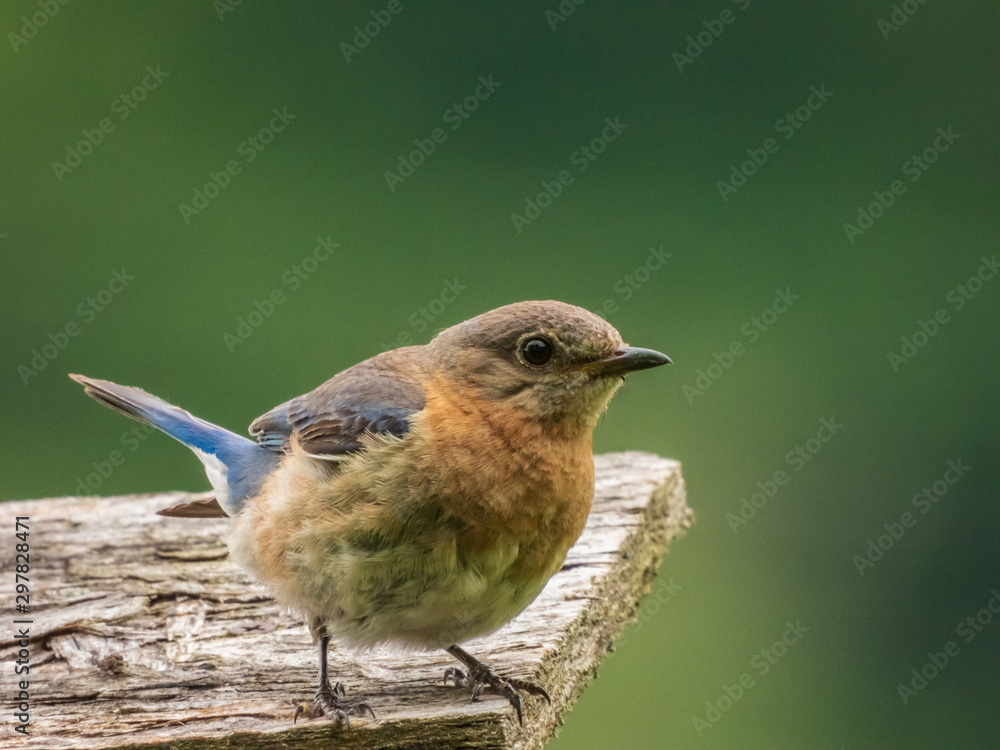 Fototapeta premium Blue birds