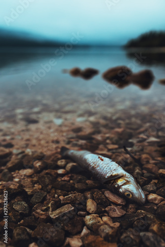 Dead fish on the lakeshore in misty morning
