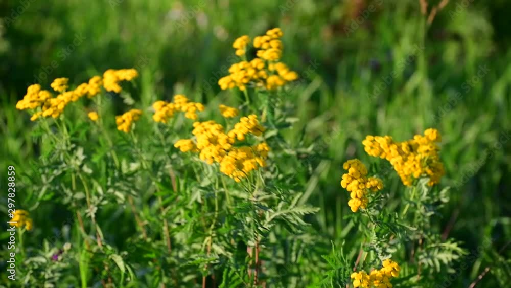 The Flowering tansy close up in a nature The Flowering tansy close up in a nature