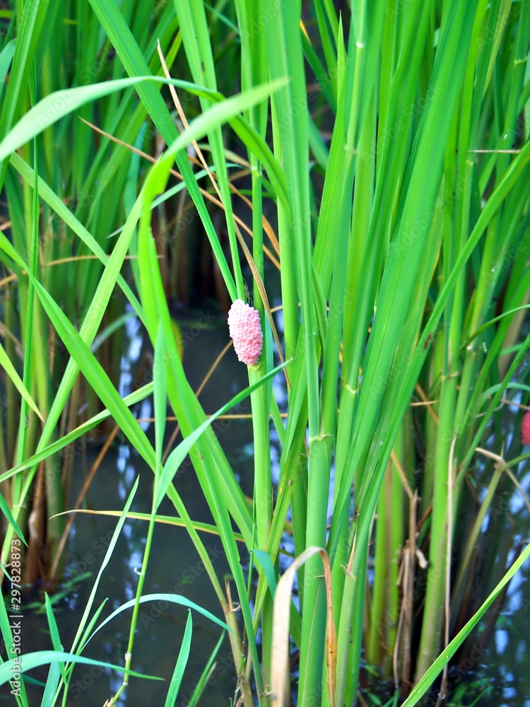 The closeup shot on the golden apple snail egg in the rice farm in Chiang mai, Thailand The closeup shot on the golden apple snail egg in the rice farm in Chiang mai, Thailand
