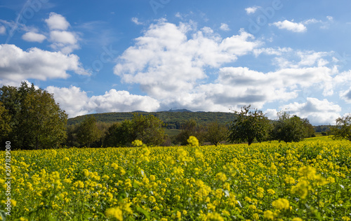 Beautiful mustard field in germany near the black forest
