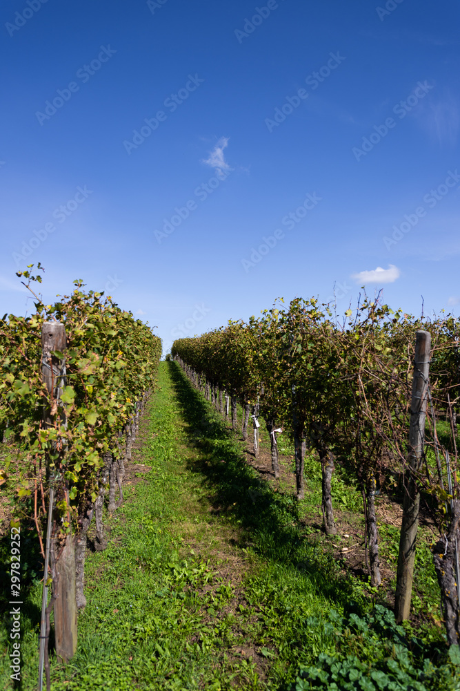 Vineyards in the Black Forest near Muellheim in late summer