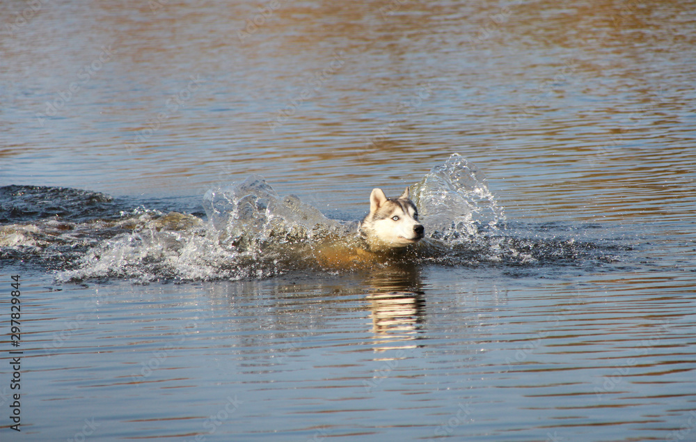 Fototapeta premium Hunting dog swimming in the water.