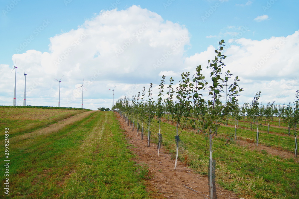 landscape of windturbines and plantation of plum, grow on the field on a sunny day. fruits rows against blue sky. alternative energy, young field, new natural scenery, Header for website