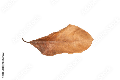 Dry leaf in isolated with clipping path,Brown color