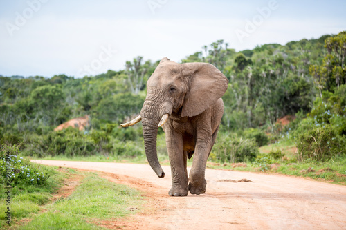 A large Elephant walking down the gravel road with it s head looking to the side.