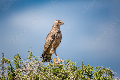 A Juvenile Pale Chanting Goshawk sitting perched on a green bush or tree. Blue skies in the background.