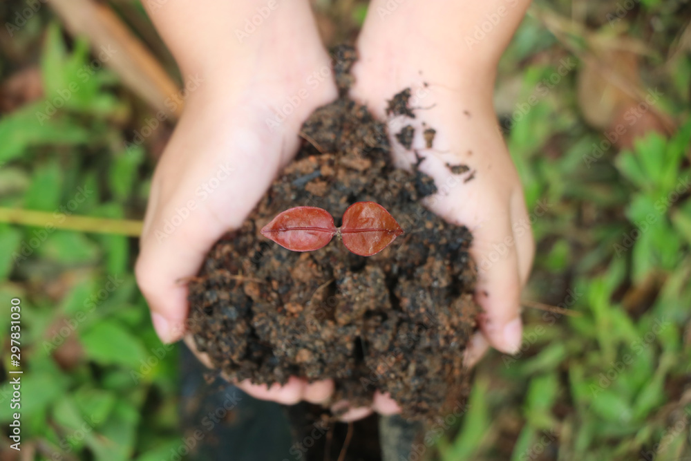 Child hands hold new born tree with soil concept save the earth Child hands hold new born tree with soil concept save the earth