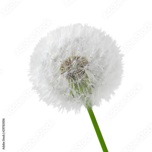 White fluffy dandelion isolated on a white background