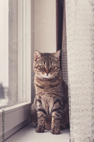 Kitten by the window. Scottish Straight breed. The kitten is alone and sad.