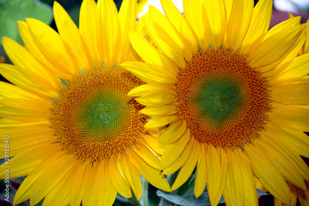 Fototapeta premium strahlende Sonnenblumen