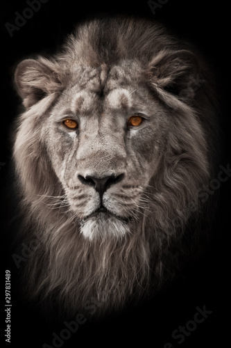 Powerful  and confident maned male lion with yellow  amber  eyes resembling a king imposingly. portrait in isolation  black background. bleached photo  colored yellow eyes.  white photo 