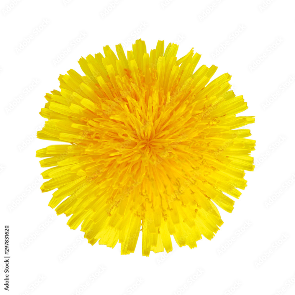 Yellow dandelion flower isolated on a white background Yellow dandelion flower isolated on a white background