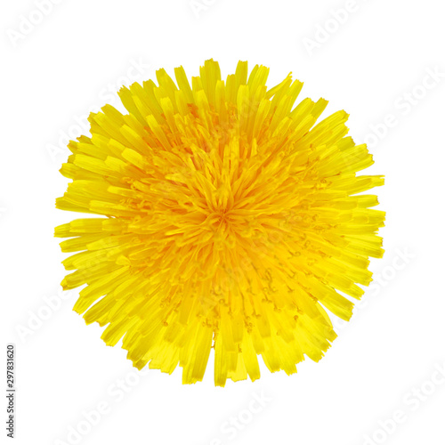 Yellow dandelion flower isolated on a white background
