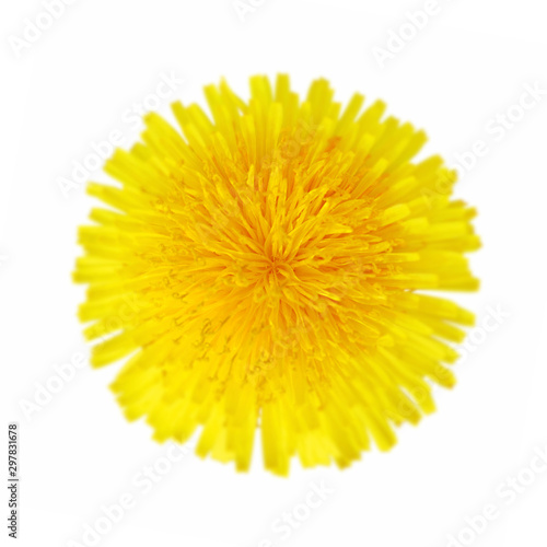 Yellow dandelion flower isolated on a white background