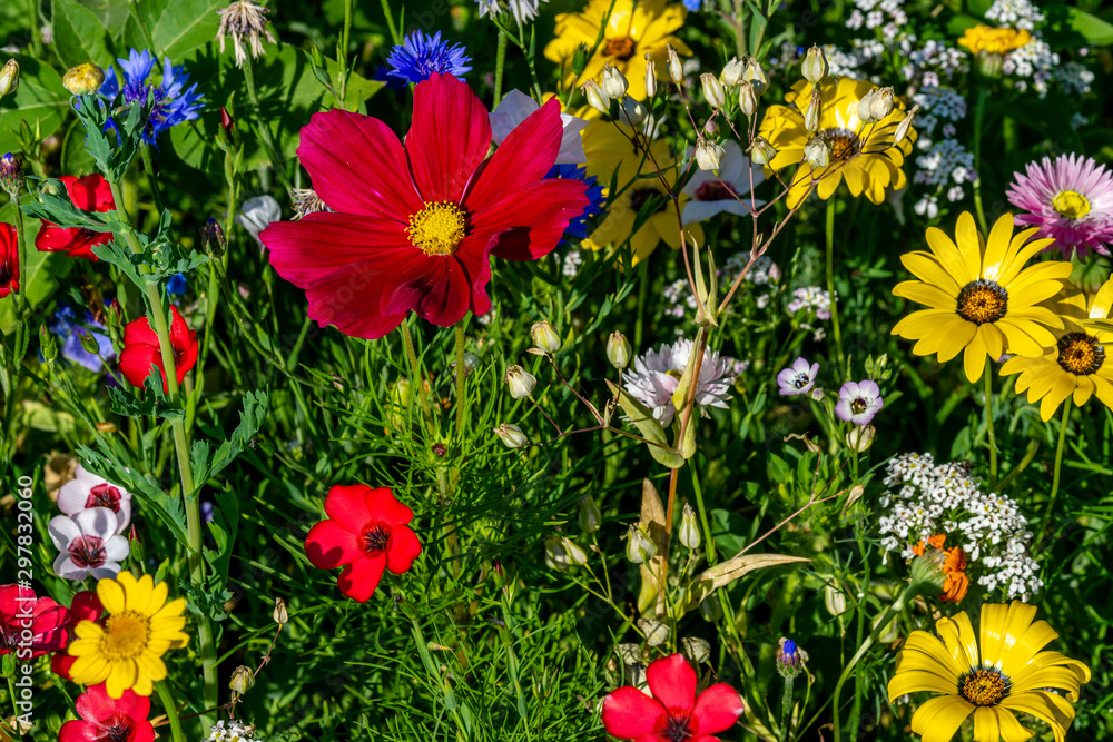 Obraz premium Blumenwiese