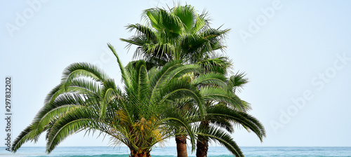 Palm trees on the beach of Torremolinos  Malaga. Spain. Europe. September 14  2019