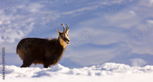 CHAMOIS - REBECO  o SARRIO (Rupicapra rupicapra) photo