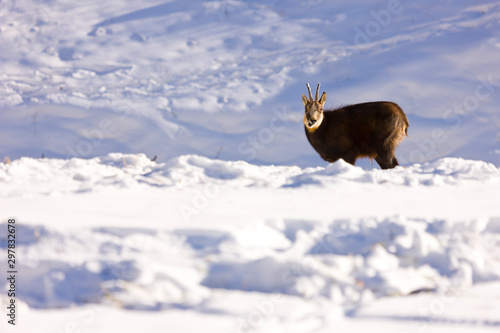 CHAMOIS - REBECO  o SARRIO (Rupicapra rupicapra) photo