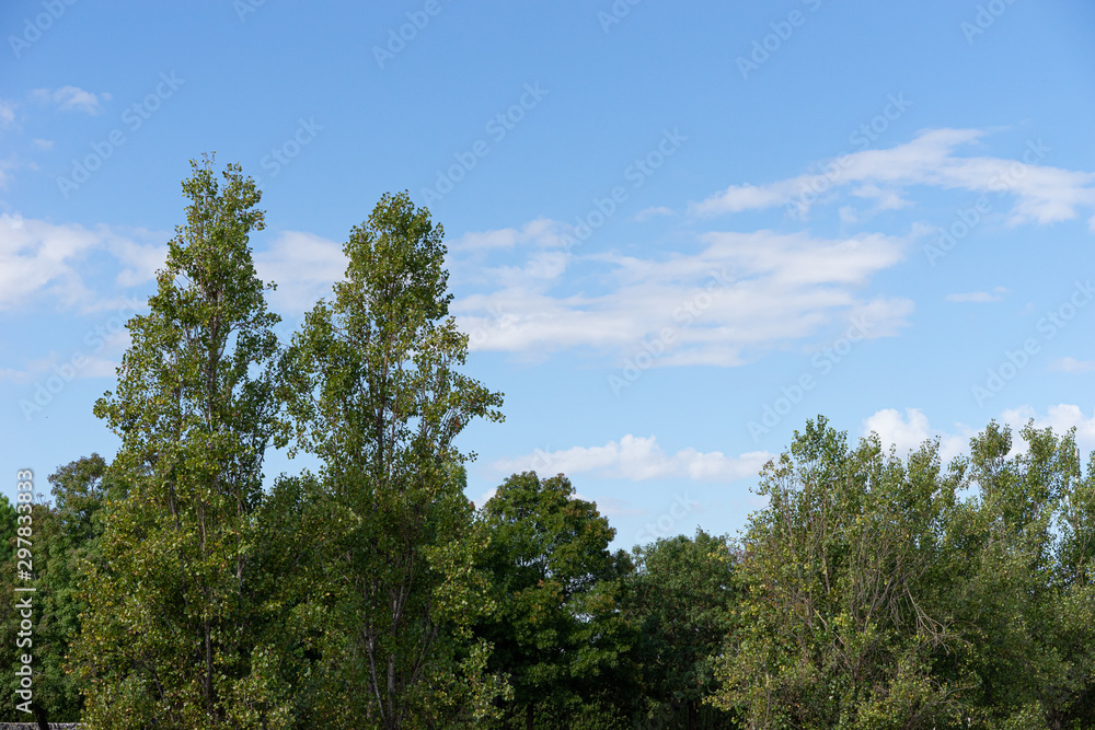 Green tree top line over blue sky and clouds. Parque de Cabecera, Valencia, Spain