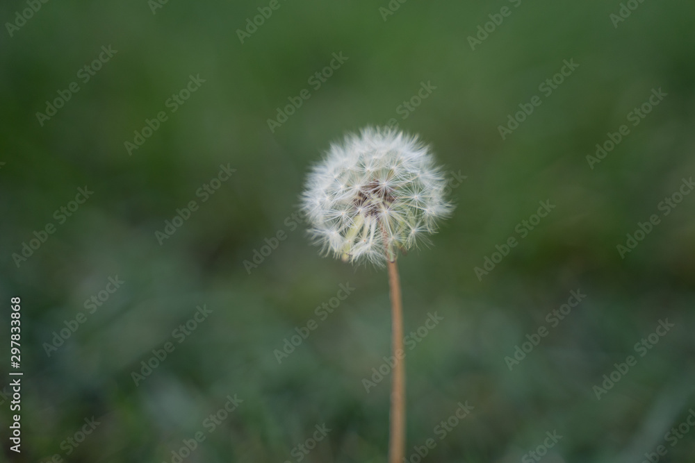 Green grass field with white dandelion