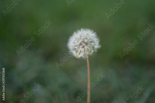 Green grass field with white dandelion