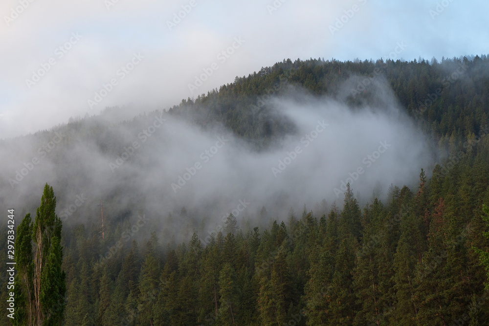Misty morning over a pine forest near Missoula, Montana