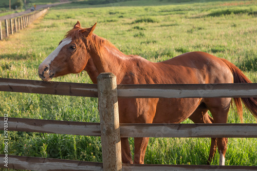 A beautiful, strong brown horse on a ranch.