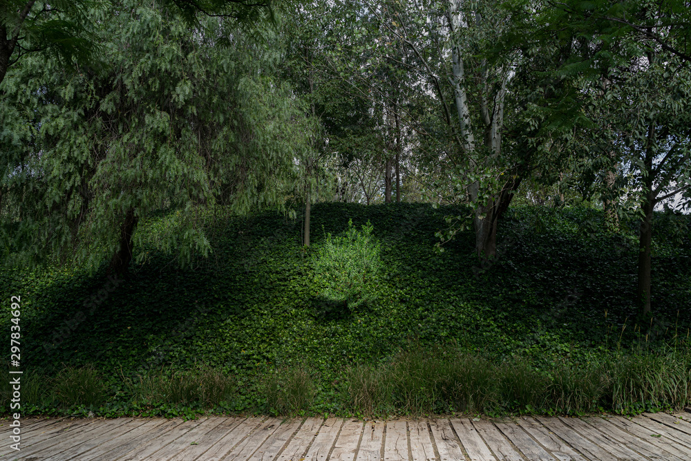 Little bush surrounded by tall trees near a wooden footpath Little bush surrounded by tall trees near a wooden footpath