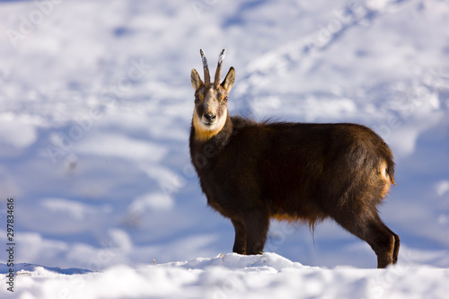 CHAMOIS - REBECO  o SARRIO (Rupicapra rupicapra) photo