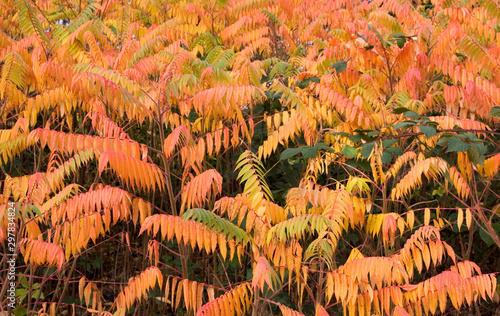 Herbstlaub Essigbaum 2 photo