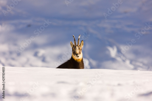 CHAMOIS - REBECO  o SARRIO (Rupicapra rupicapra) photo